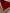 VT-187 Floral Embroidered four side border