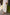 Luxury Schiffli Chikan embroidered cotton trousers for women