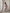 Lilac Schiffli chikankari embroidered pret set for women