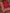 JKD-39 Organza gold block printed duppata