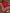 JKD-39 Organza gold block printed duppata
