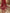JKD-39 Organza gold block printed duppata