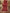 JKD-39 Organza gold block printed duppata