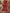 JKD-39 Organza gold block printed duppata