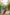 ED-06 – Embroidered Maroon Cotton Net Embroidered 3PC Suit