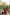 ED-06 – Embroidered Maroon Cotton Net Embroidered 3PC Suit