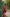 ED-06 – Embroidered Maroon Cotton Net Embroidered 3PC Suit