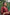 ED-06 – Embroidered Maroon Cotton Net Embroidered 3PC Suit