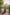 ED-06 – Embroidered Maroon Cotton Net Embroidered 3PC Suit
