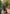 ED-06 – Embroidered Maroon Cotton Net Embroidered 3PC Suit