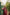 ED-06 – Embroidered Maroon Cotton Net Embroidered 3PC Suit