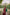 ED-06 – Embroidered Maroon Cotton Net Embroidered 3PC Suit