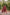 ED-06 – Embroidered Maroon Cotton Net Embroidered 3PC Suit