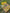 UNF-63 Floral Dream in dark colors